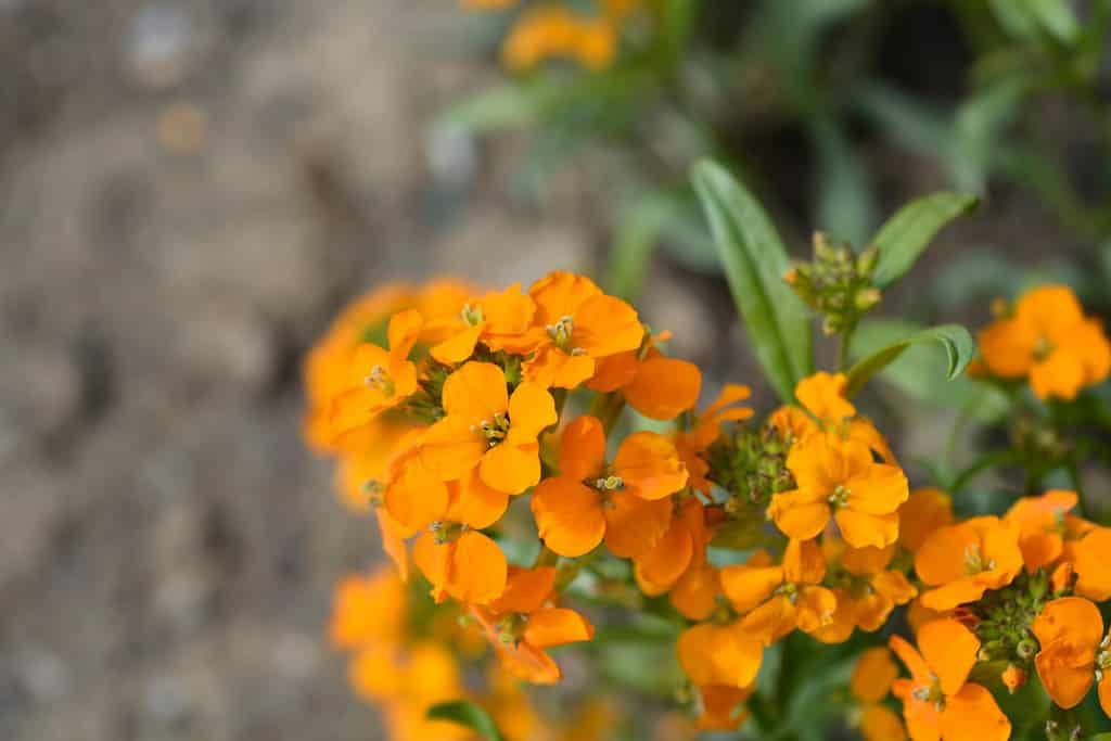 Siberian Wallflower orange flowers - Latin name - Erysimum x marshallii