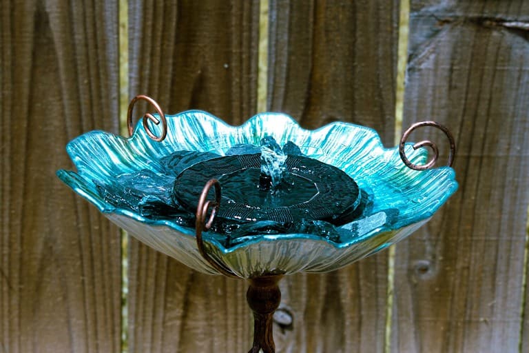 Do Bluebirds Enjoy Bird Baths? 6 Ways to Create the Perfect Setup - A-Z ...