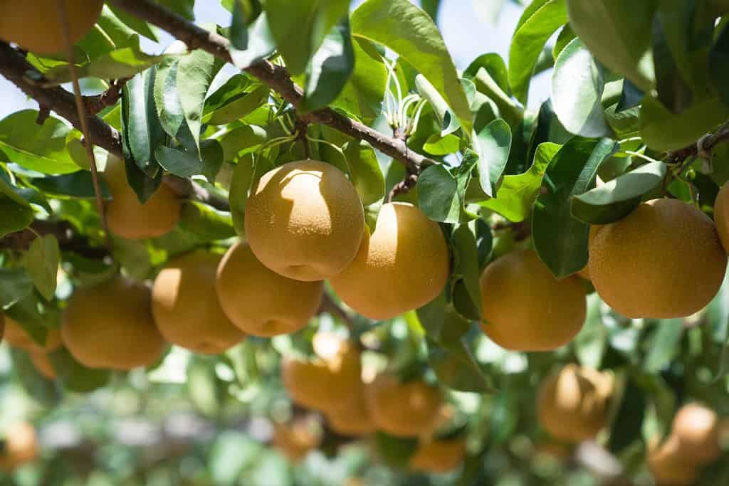 Ripe japanese pears hangimg on tree in orchard.