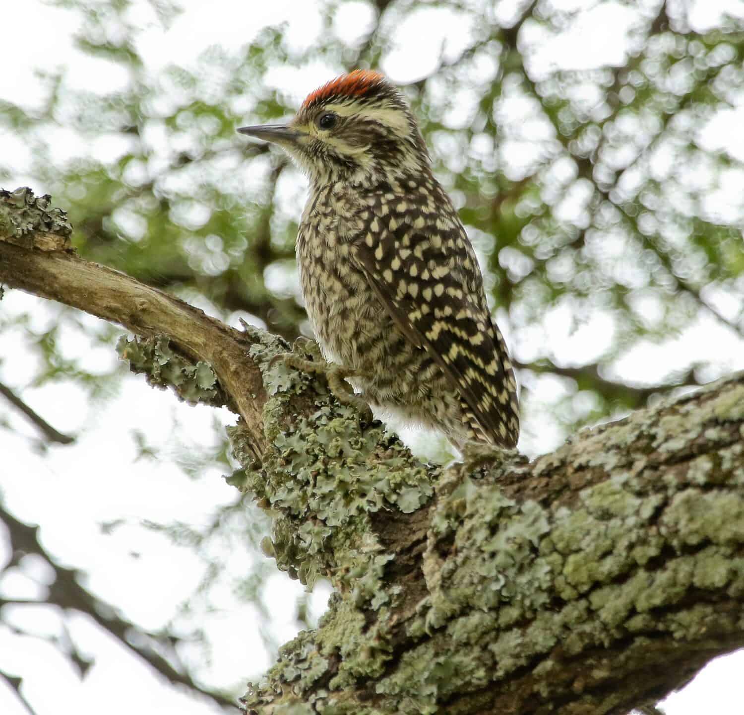 Checkered Woodpecker (Dryobates mixtus) bird