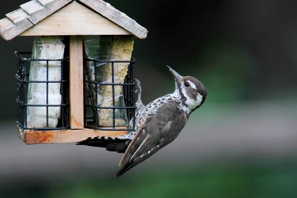 Arizona Woodpecker (Picoides arizonae) also known as Strickland's on a suet feeder