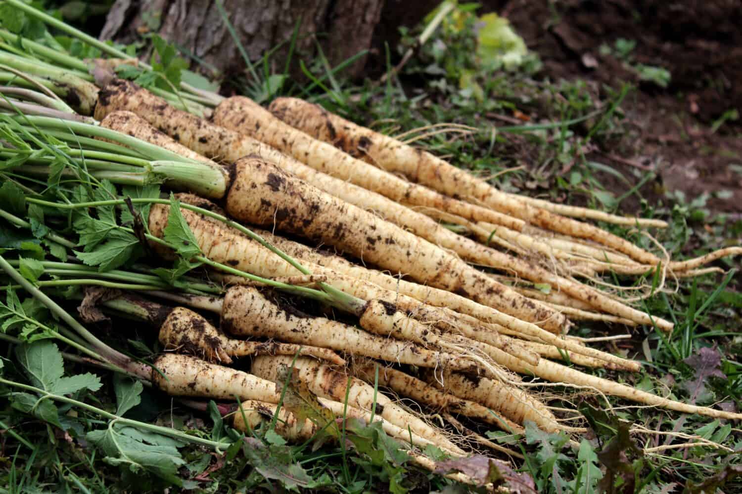 Fresh parsnips with leaves on the ground in a vegetable garden, close-up