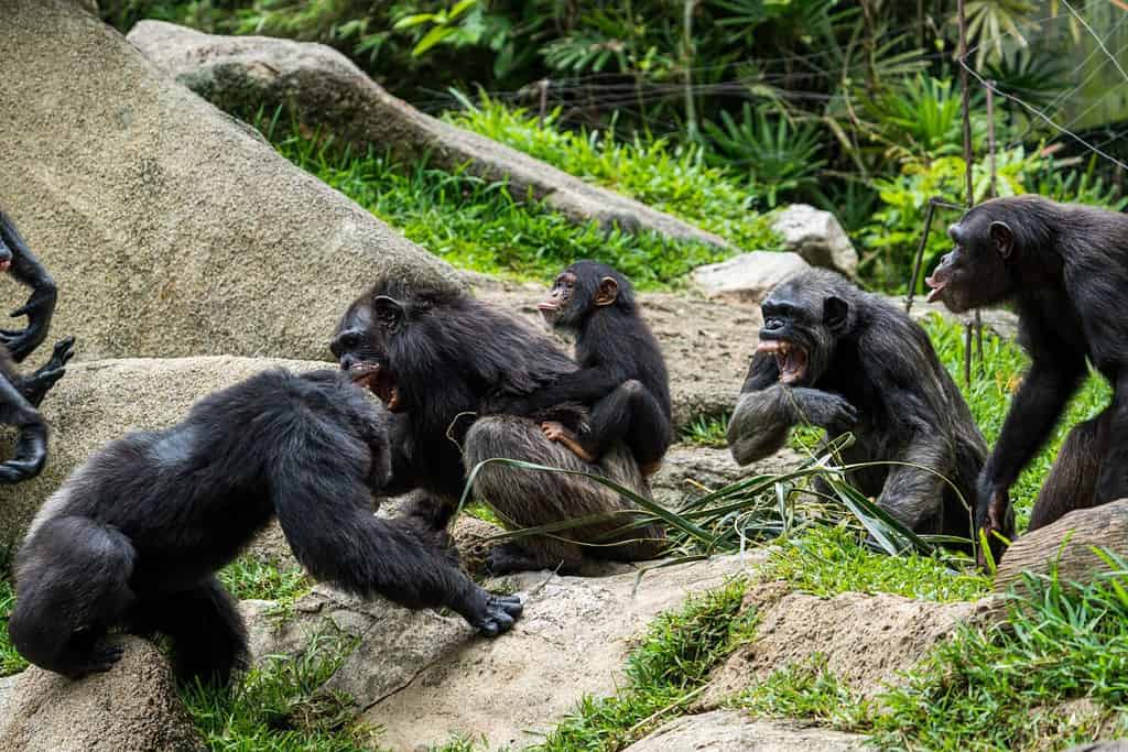 Group of Chimpanzees fighting in the field.