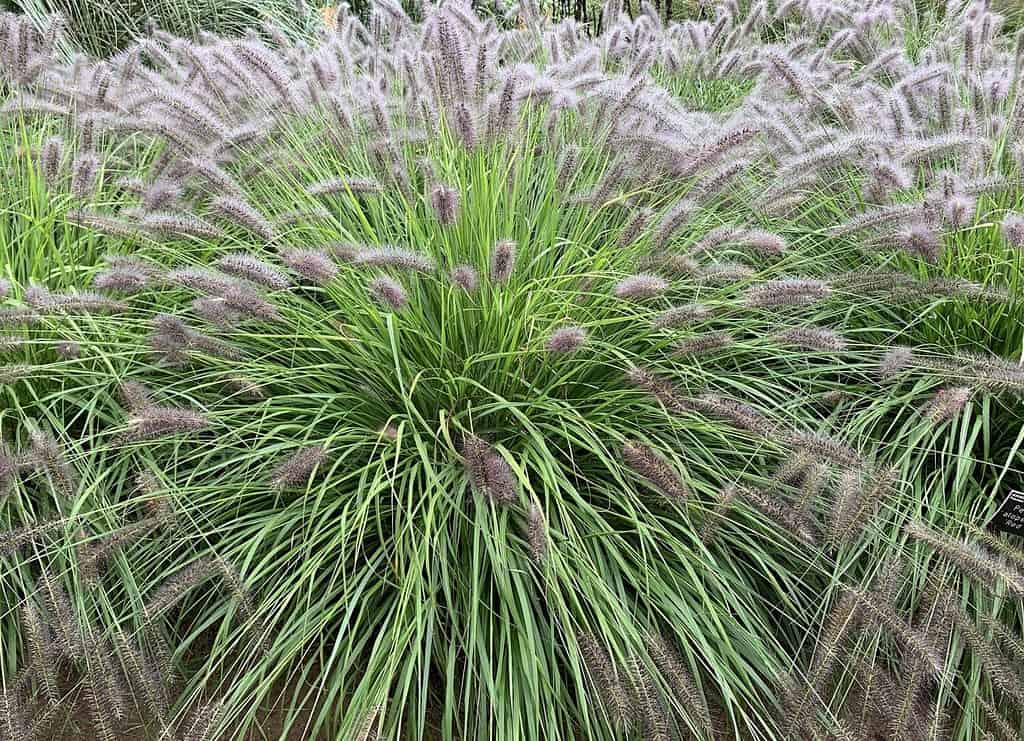 Close up of the ornamental grass Pennisetum alopecuroides or Chinese fountain grass.