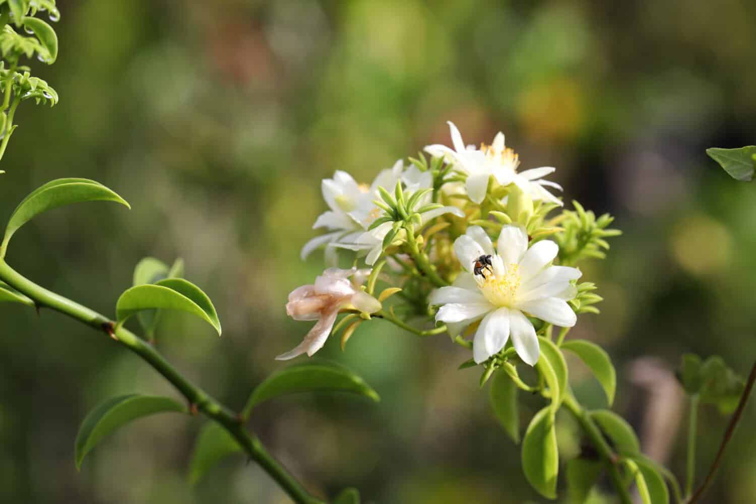 Barbados gooseberry, leaf cactus, or lemonvine (Pereskia aculeata)