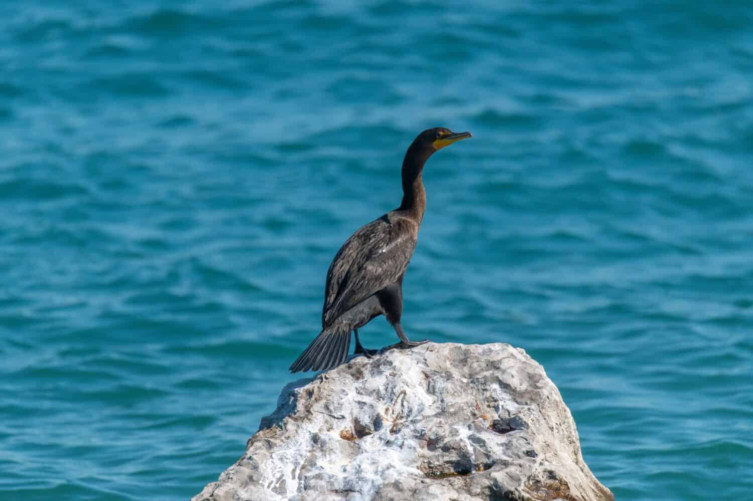 A double-crested cormorant sits on a rock sunning, by the St. Clair River in Port Huron, Michigan.