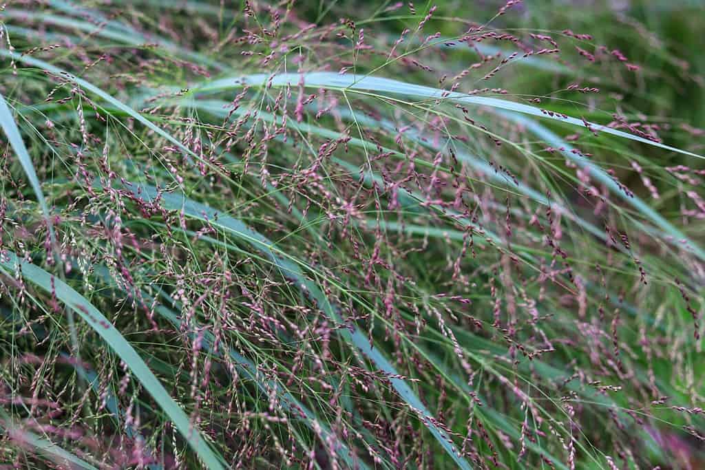 Panicum virgatum. Ornamental grass in the garden.