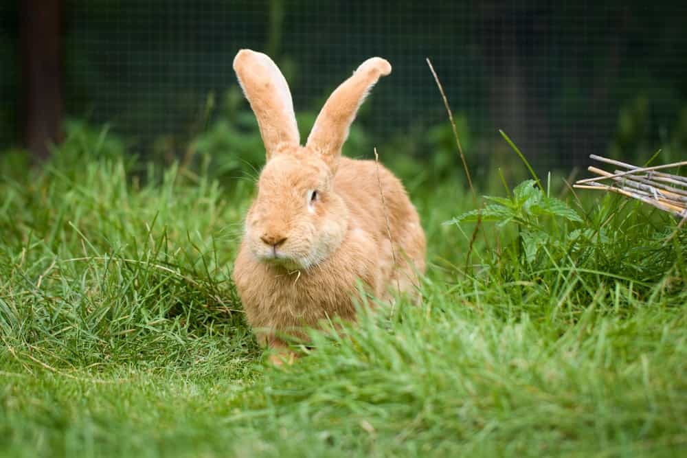 flemish giant rabbit and dog