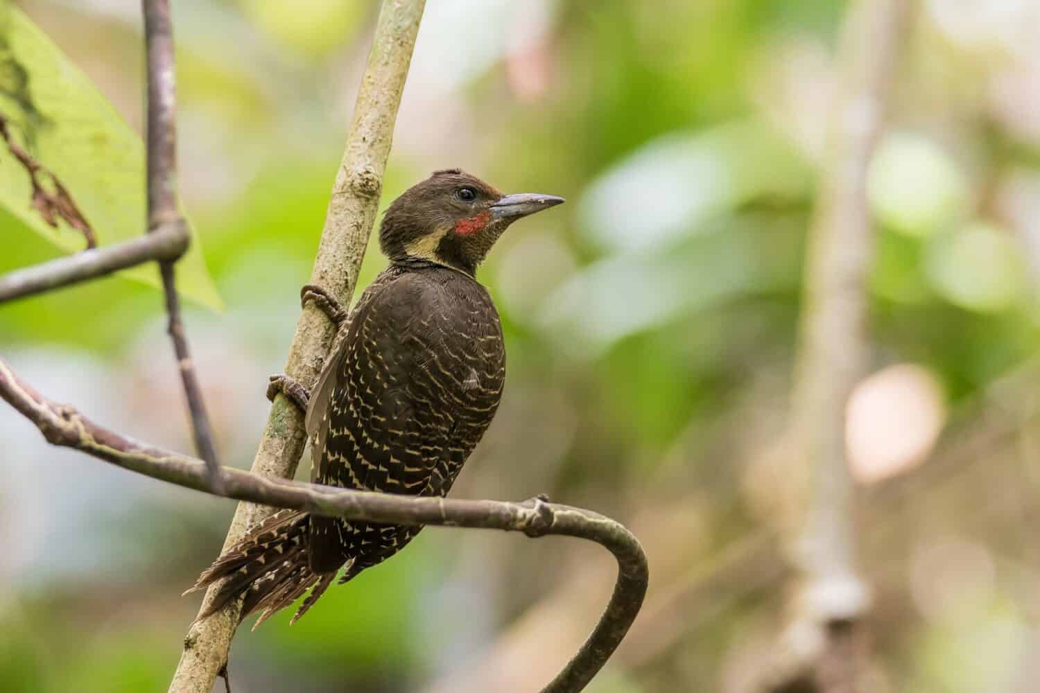 A handsome male Buff-necked Woodpecker Meiglyptes tukki posing on a vertical branch with space for text