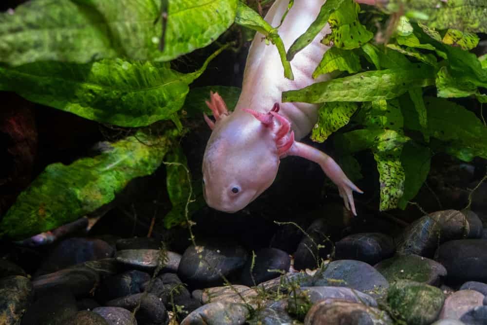 Adorable little Axolotl among the plants in the aquarium.