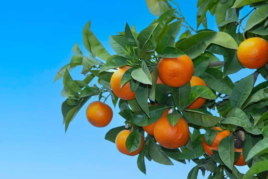 Bitter orange tree (Citrus aurantium) in Athens, Greece ,against blue sky