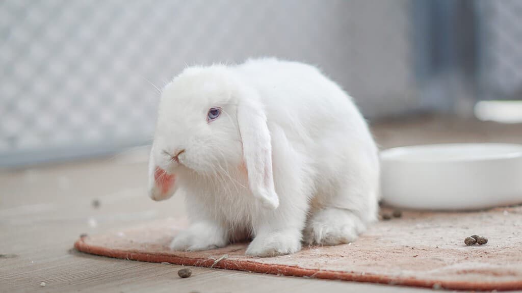 White Rabbit holland lop (BEW) blue eyes - full body cute pet