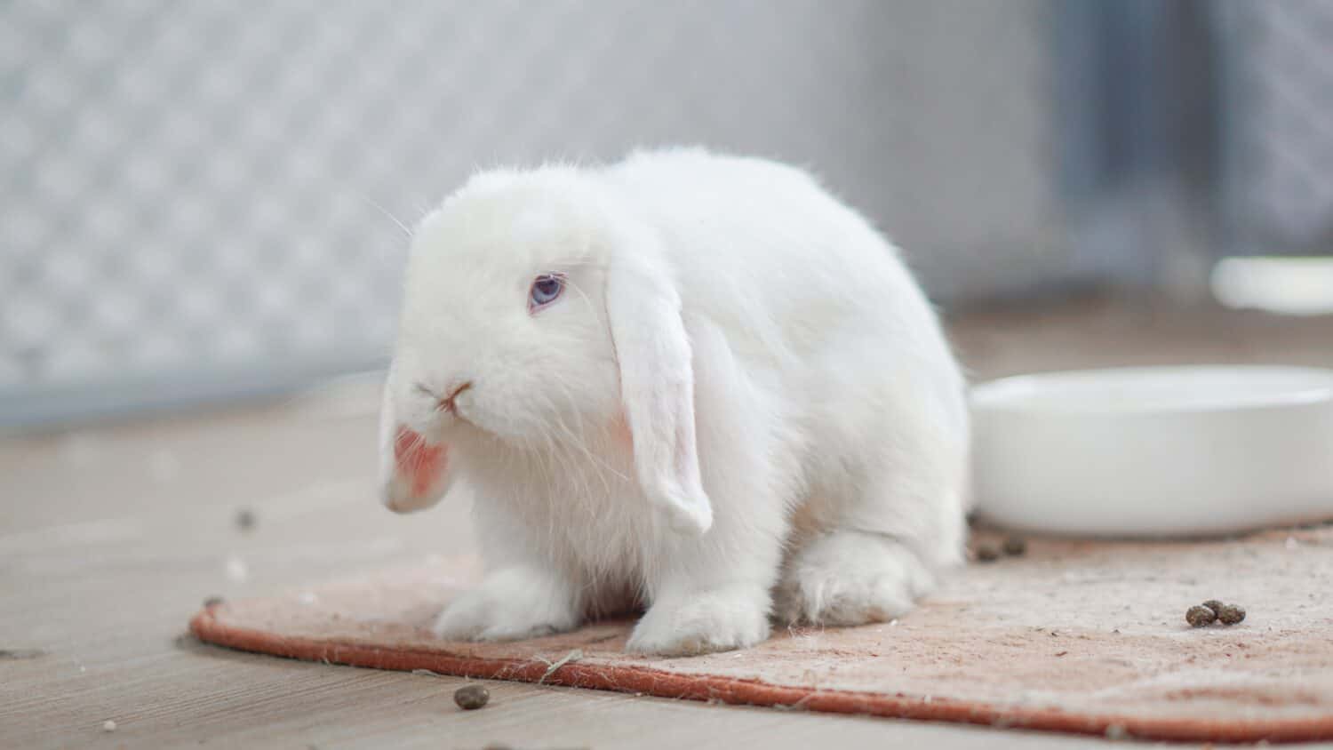 White Rabbit holland lop (BEW) blue eyes - full body cute pet