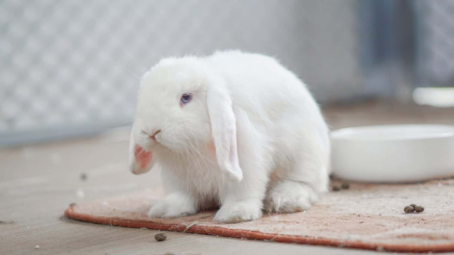 Why Do Rabbits Have Different Colored Eyes?