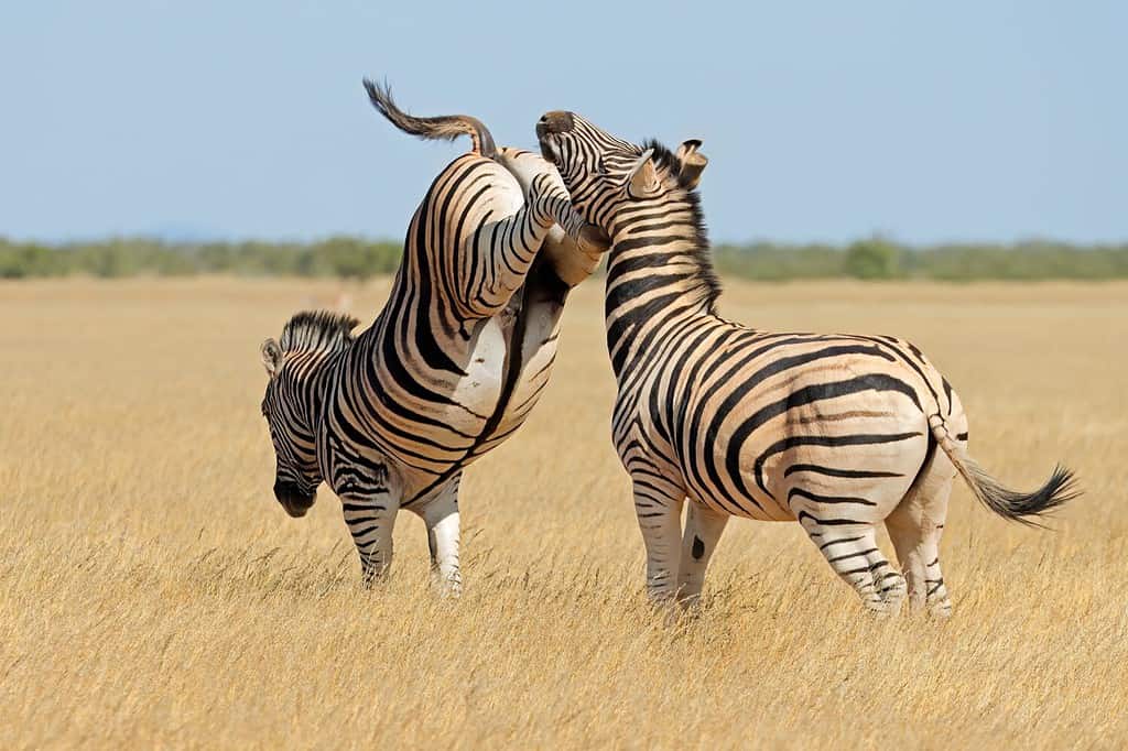 Etosha National Park, Namibia