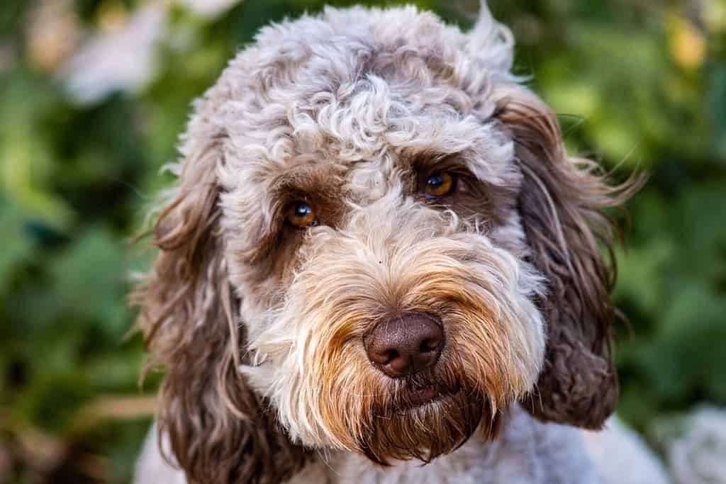 Close up portrait of a chocolate roan Cockapoo dog