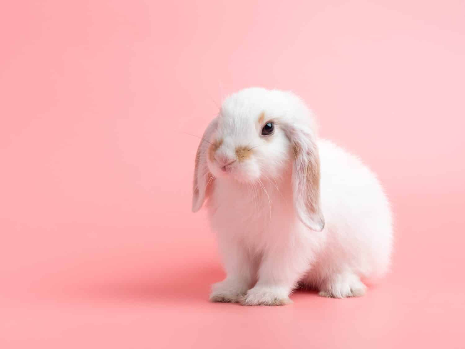 Baby white holland lop rabbit sitting on pink background. Lovely action of young rabbit.