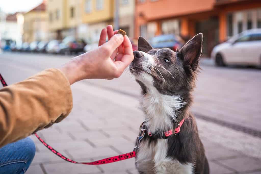 Border collie puppy sitting and waiting for a treat. Rewarding good dog in public. Young dog socialization in town.