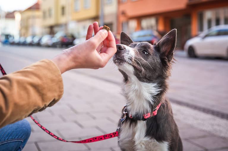 The Best And Easiest Homemade Liver Dog Treat Recipes - A-Z Animals