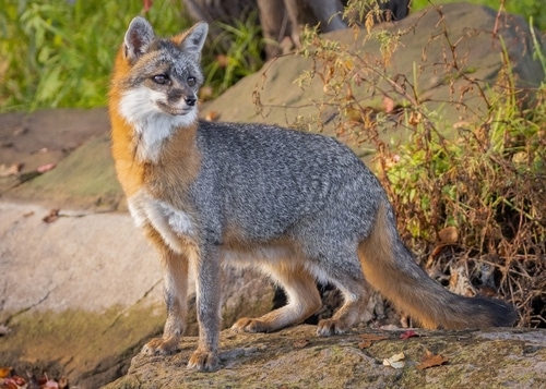 Formal fox in focal feature.A gray fox (Urocyon cinereoargenteus) stands in glowing morning light on a rock on the edge of a pond. Horizontal, landscapePhoto taken in controlled conditions
