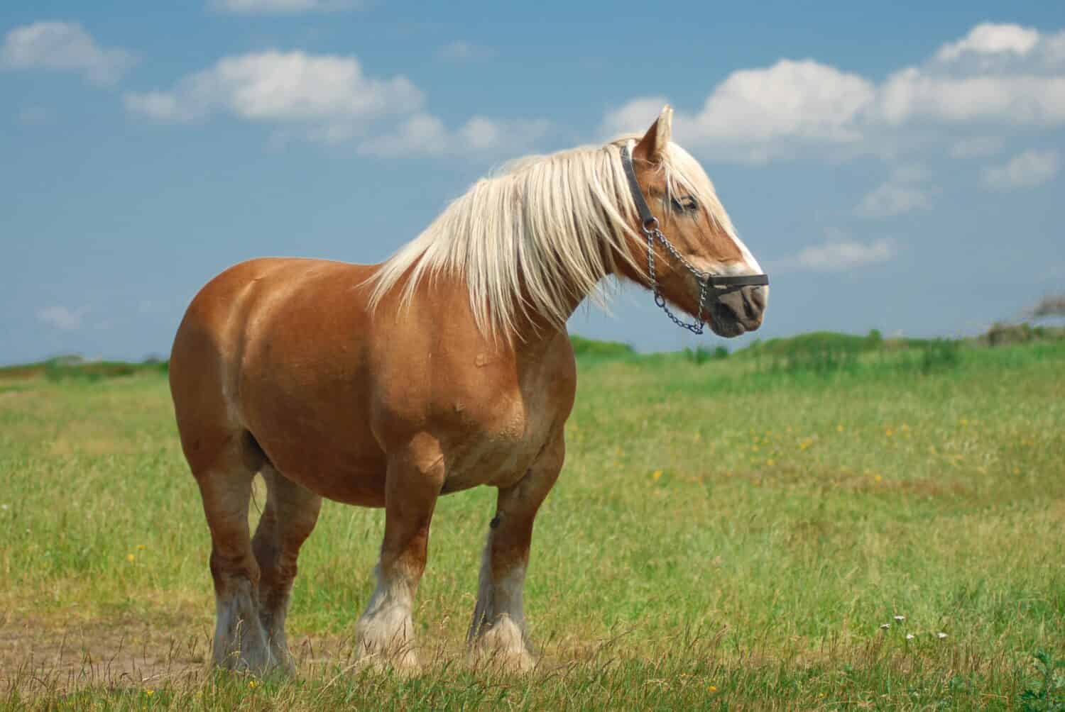 24 Types of Draft Horses Ranked By Their Enormous Size - AZ Animals