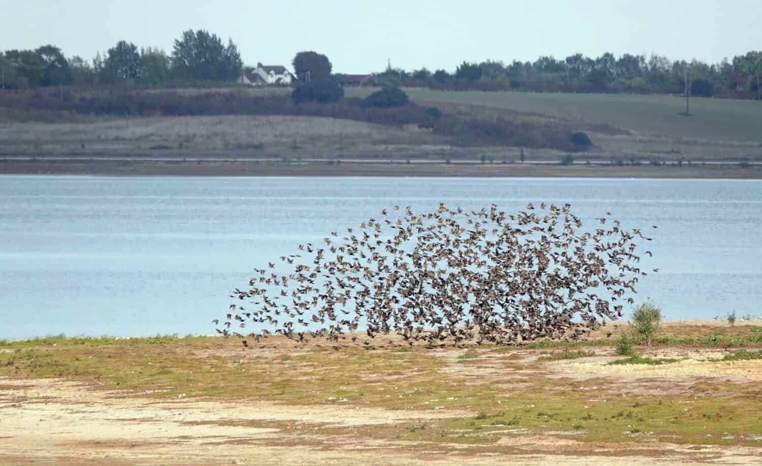A small murmuration of starling birds on the water’s edge at Abberton Reservoir, Essex, UK.