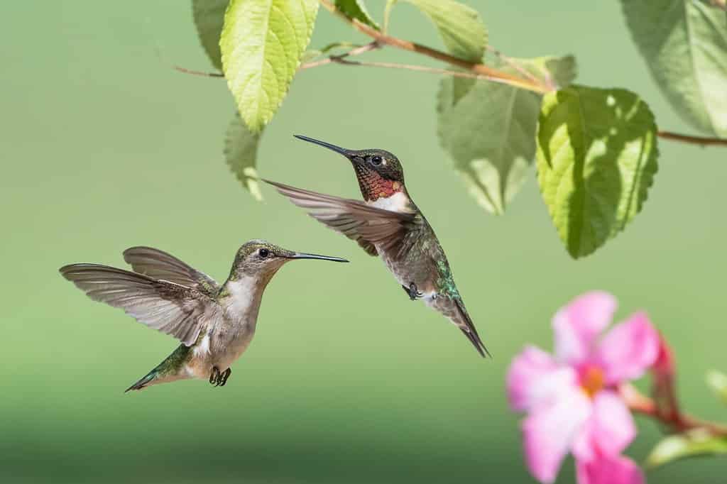 Male and Female Ruby Throated Hummingbirds Hovering Near Mandevilla Blossoms