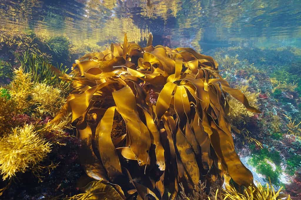 Algae in the ocean, golden kelp seaweed, Laminaria ochroleuca, underwater scene, Eastern Atlantic, Spain
