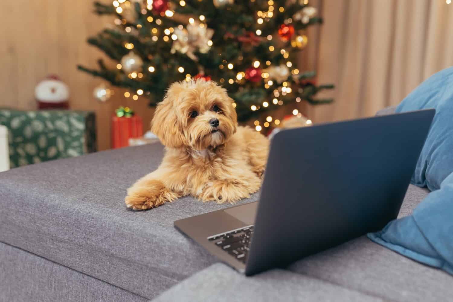 Little bronze Maltipoo dog sitting on sofa on New Year's day and watching video on laptop, pet for Christmas.