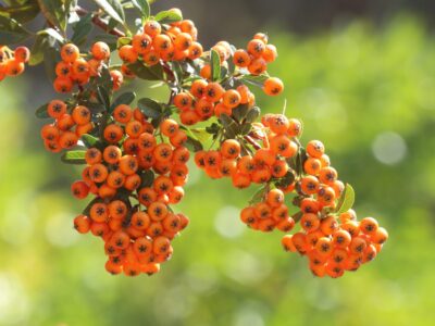 A 15 Beautiful and Fast-Growing Shrubs to Plant in the Fall