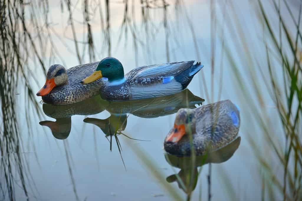 Duck decoys like these help duck hunters attract waterfowl. The Coast Guard encourages all waterfowl hunters to prepare for the worst-case scenario when headed out on the water.