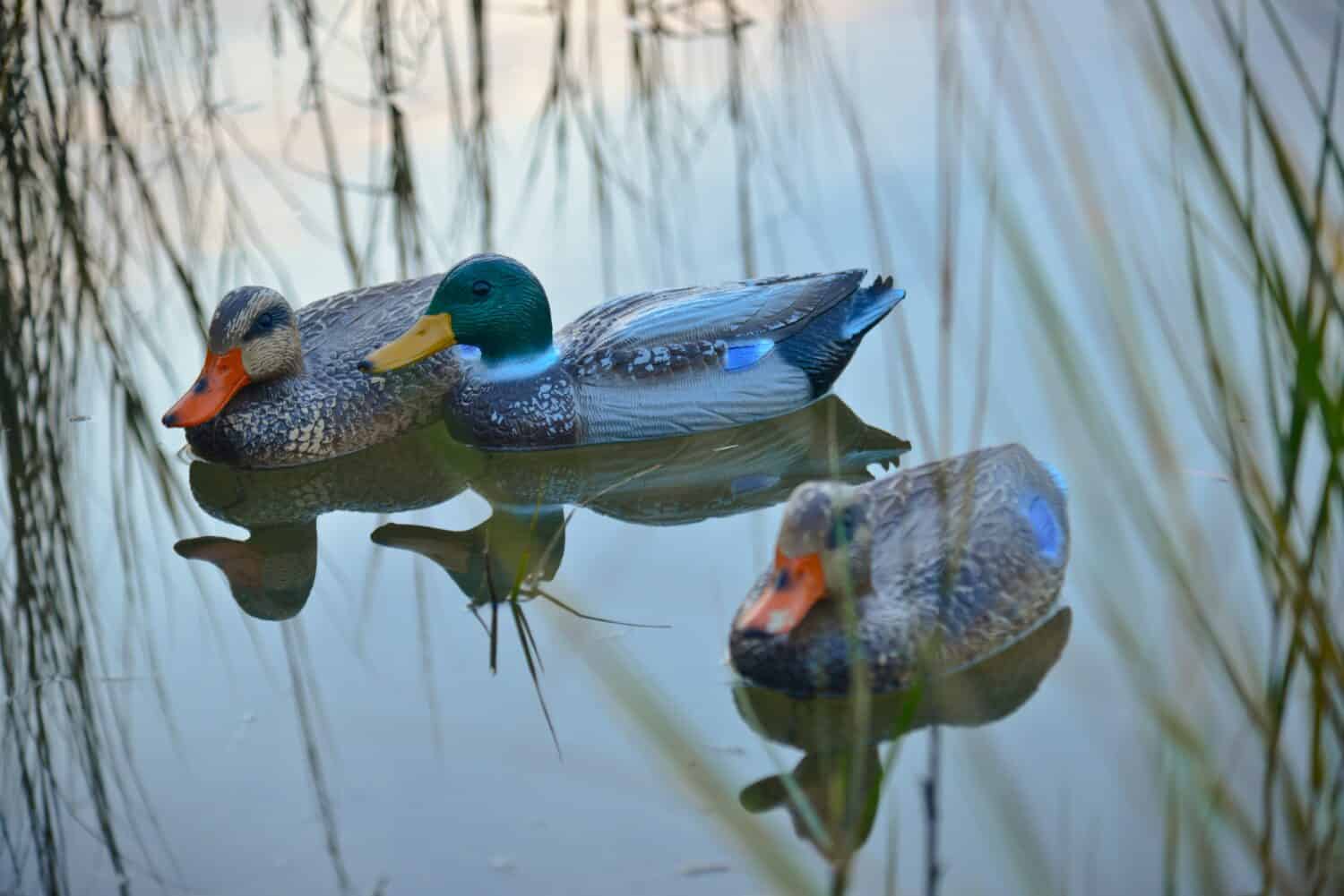 An up close shot of three ducks