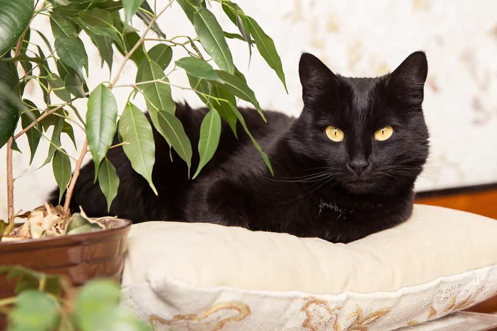 Beautiful Black bombay cat portrait with yellow eyes lie and relax on pillow at home