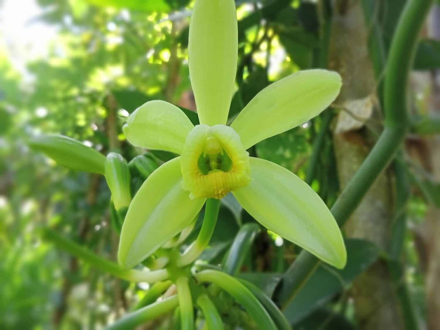 Flower of the Vanilla plant.