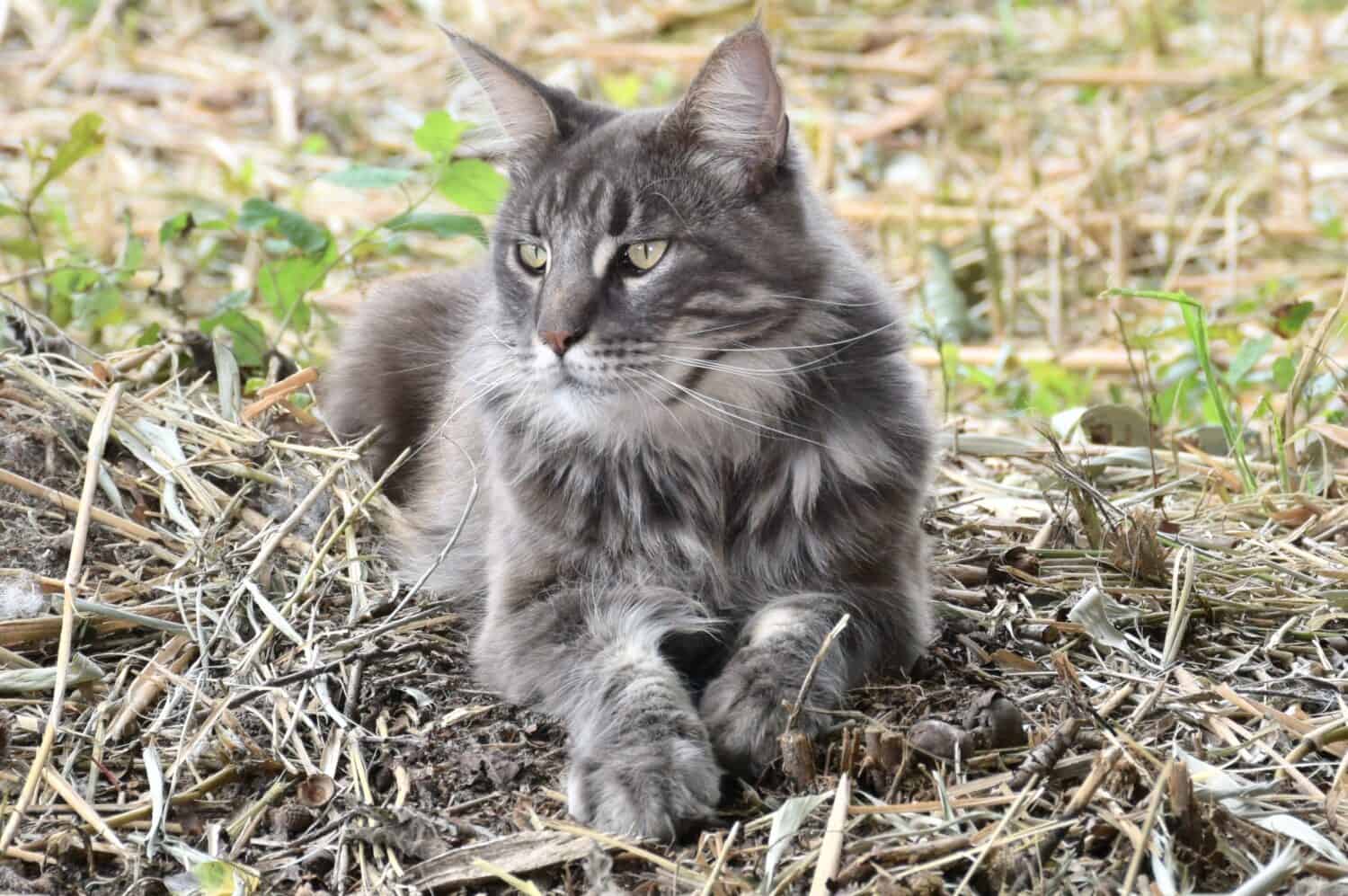 male blue tabby maine coon cat
