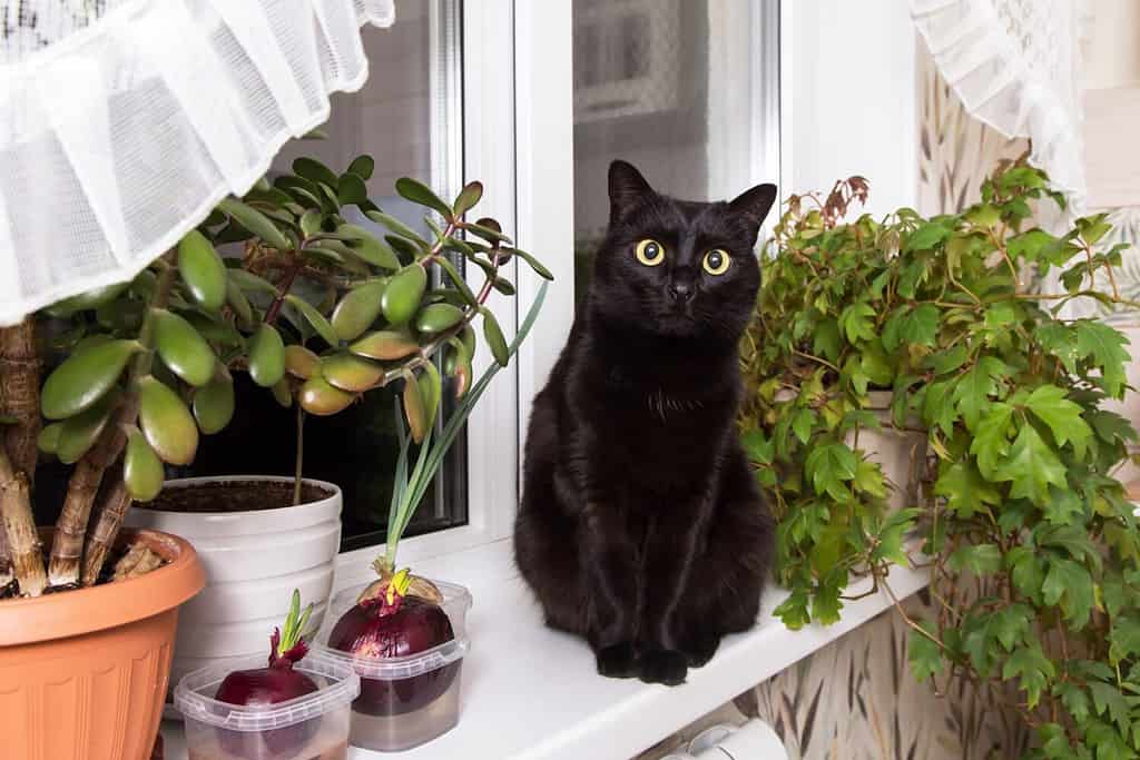 Cute Black bombay cat portrait with big yellow eyes sit on windowsill with green houseplant at home