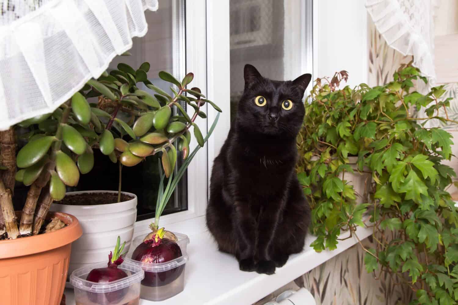 Cute Black bombay cat portrait with big yellow eyes sit on windowsill with green houseplant at home