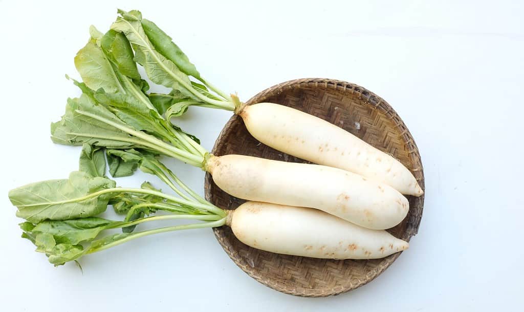 top view and copy space fresh white daikon, daikon radish, radish, white radish,(raphanus sativus var. longipinnatus) in a wooden basket isolated on white background.