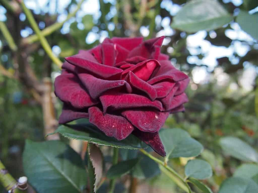 One dark red rose flower "Black Baccara