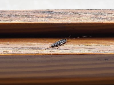 Firebrands Insect Firebrat vs Silverfish: Key Differences Between These Little Pests - A ...