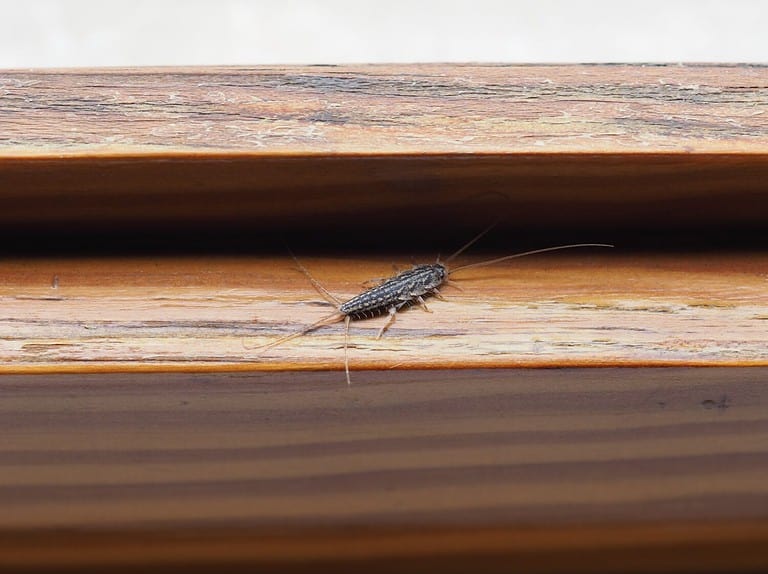 firebrat scientific name Thermobia domestica of animal class insects