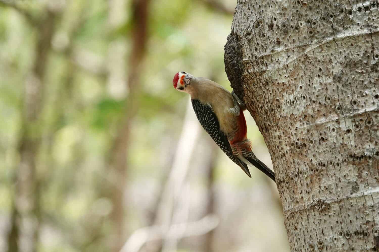 Photo of beautiful Yucatan woodpecker on tree in Mexico on green blurry background looking at the camera. High quality photo