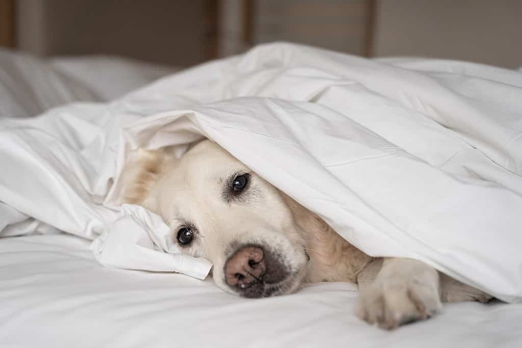 Сlose-up ill dog lying under white blanket in bed of pet owner. Favorite pet feel bad, lonely. Veterinary concept of care, food, mood of domestic animals.