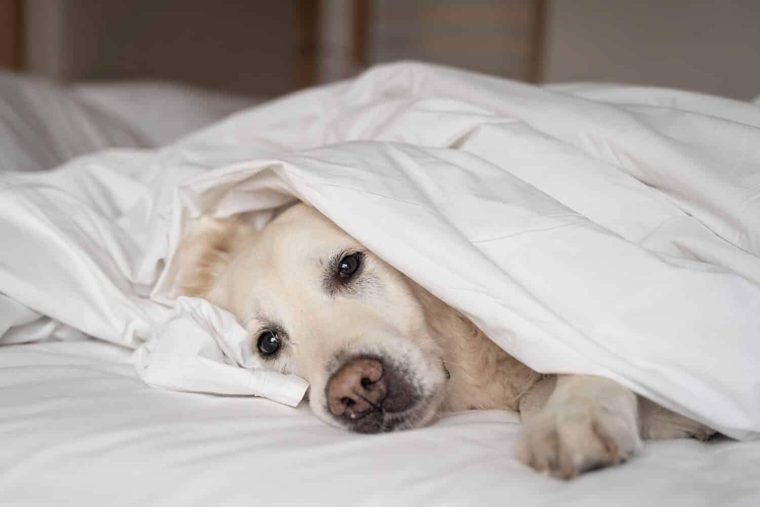 Sick dog lying under a white blanket in bed, representing the veterinary concept of care, comfort, and support for ill pets.
