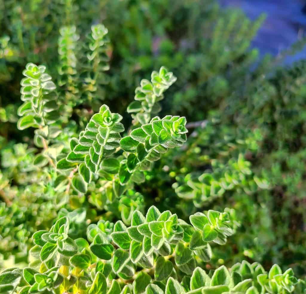Sweet marjoram: a species of Marjorams, also known as Knotted and Pot marjoram, its botanical name is Origanum majorana.