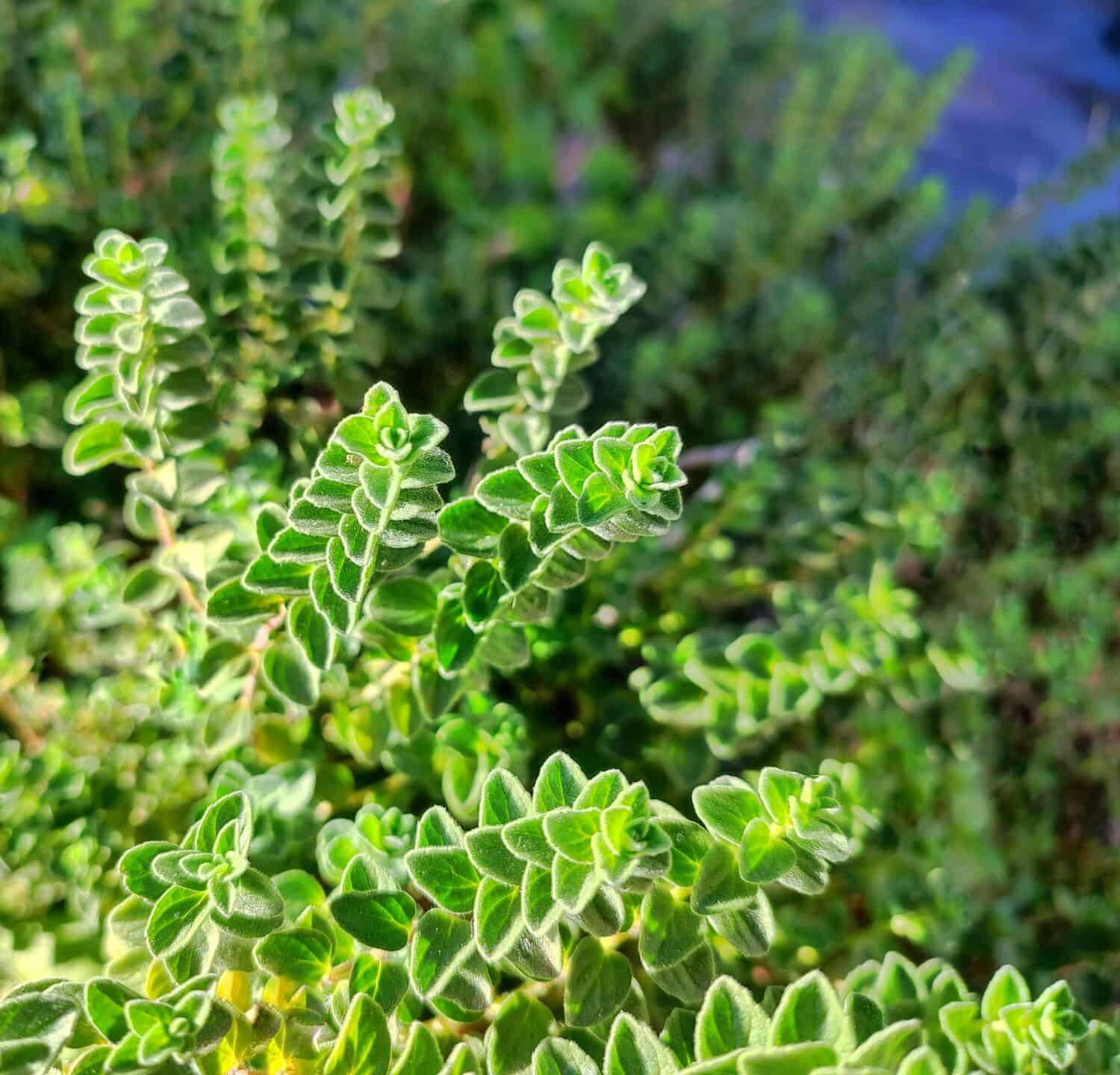 Sweet marjoram: a species of Marjorams, also known as Knotted and Pot marjoram, its botanical name is Origanum majorana.