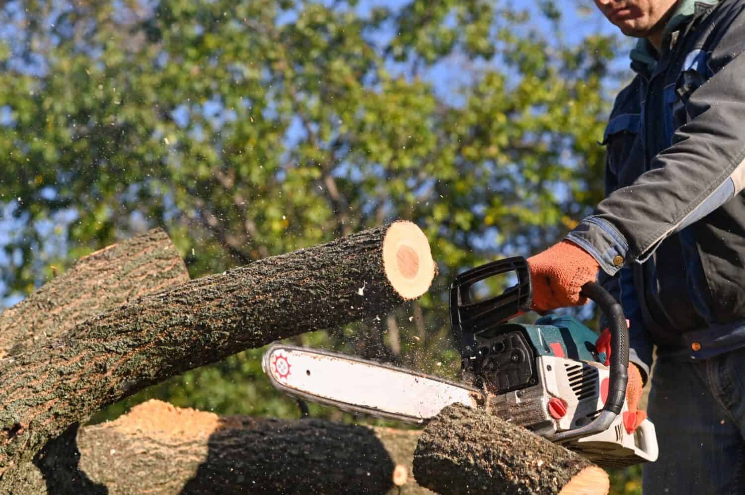 The man sawed off a log with a chainsaw. The sawn log falls.