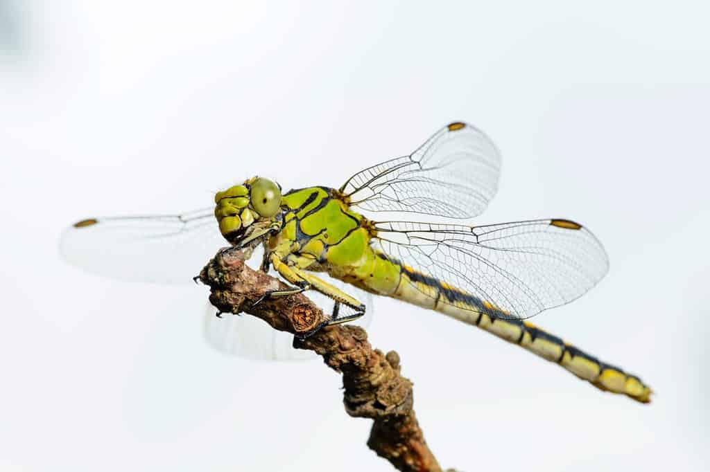 Large green dragonfly female green snaketail (Ophiogomphus cecilia) on a dry twig against the sky