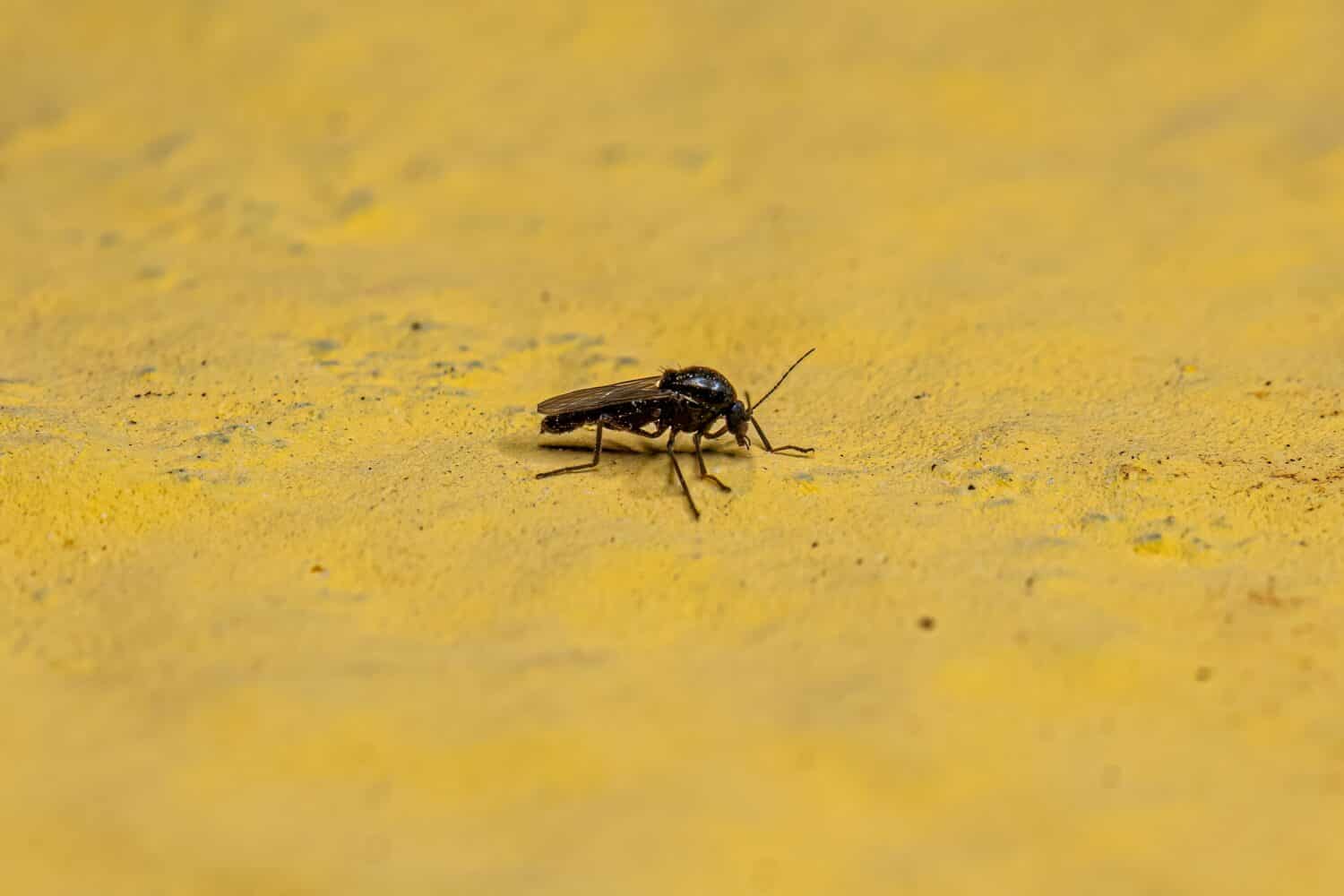 Adult Biting Midge of the Family Ceratopogonidae