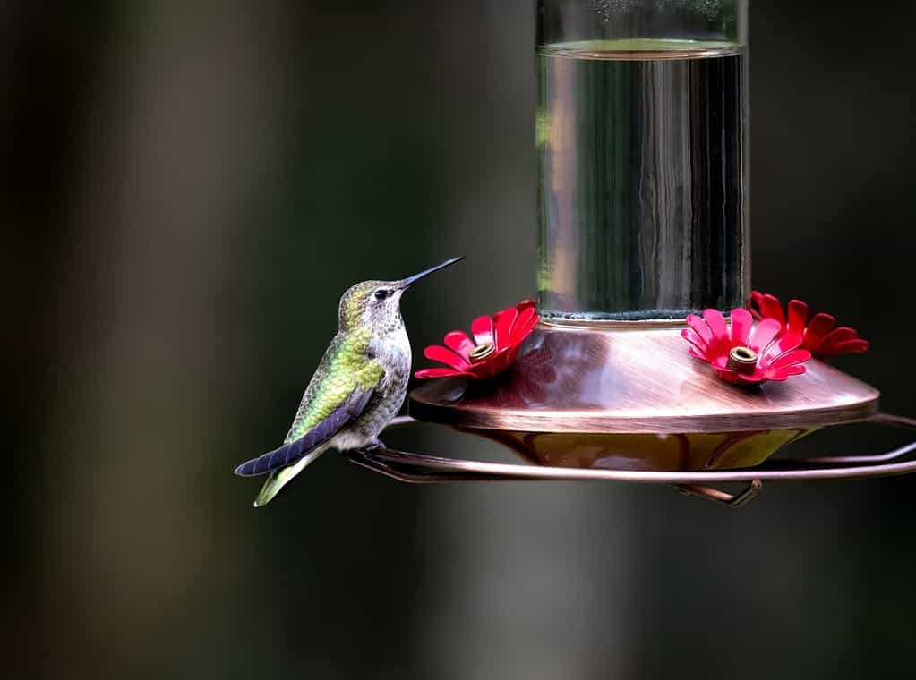 A hummingbird perched on a brushed copper sugar water hummingbird feeder